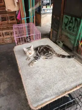 Kucing marble jantan 4,5 bulan