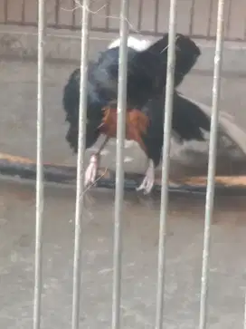 Murai Ternakan Rasa Hutan