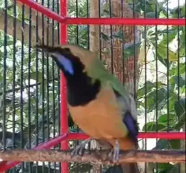 burung cucak cungkok burung hias buat isian siap piara hobby2an manteb