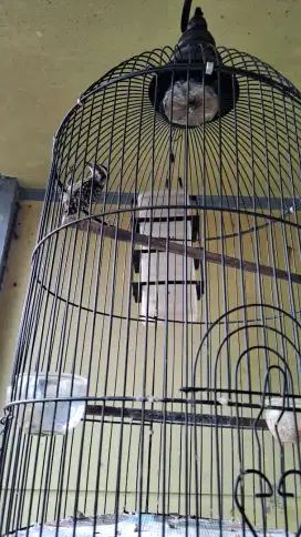 Platuk beras harian rajin dan gacor fullset