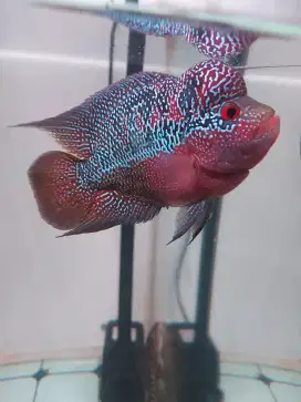 Louhan cencu 13cm