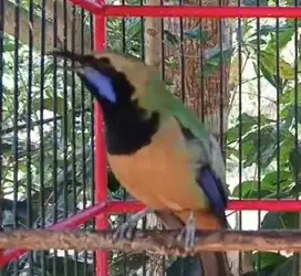 burung cucak cungkok sebagai bahan isian koleksian unik manteb rawatan