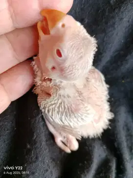 Lovebird PF mata merah love bird lolohan