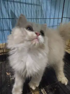 Lepas adopsir kucing betina kitten 4bln