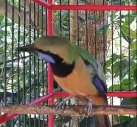 burung cucak cungkok bahan isian siap ternak koleksian rawatan manteb