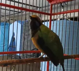 burung cucak cungkok bahan isian siap ternak koleksian rawatan manteb