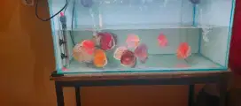 Ikan discus borongan aquarium
