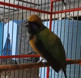 burung cucak cungkok bahan isian siap koleksi piara hobby2an rawatan