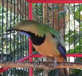burung cucak cungkok bahan isian siap koleksi piara hobby2an rawatan