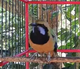 burung cucak cungkok gacor bahan isian siap koleksi hobby2an rawatan