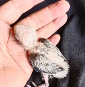 Lovebird biola lolohan love bird