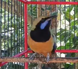 burung cucak cungkok gacor bahan isian siap piara koleksi hobby2an top