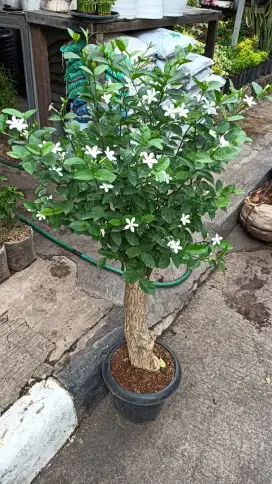 Bonsai Cemara udang/anting putri/bonsai korea/bonsai jasmin