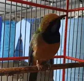 burung cucak cungkok gacoran bahan isian siap piara hobby2an rawatan