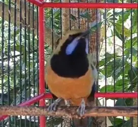 burung cucak cungkok gacoran bahan isian siap piara hobby2an rawatan