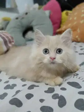 Anakan Persia Flatnose 3 blnan jantan, betina, bulu lebat, sehat