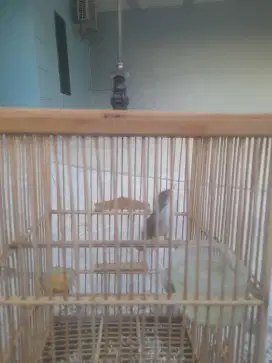 Prenjak LUMUT  Gacor
