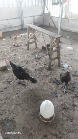 Dijual 2 Ayam Kalkun Betina