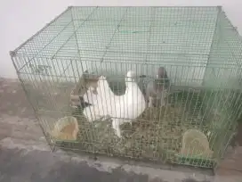 Dijual  pasang ank merpati super jinak disklin dgn kndang ny.