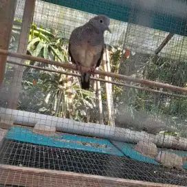 Perkutut katuranggan banyumili