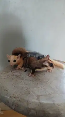 SUGARGLIDER SEPASANG