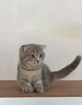 Scottish Fold kitten