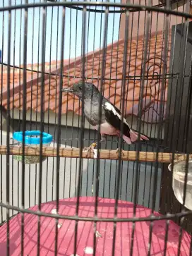 Kacer betina mapan birahi siap kawin