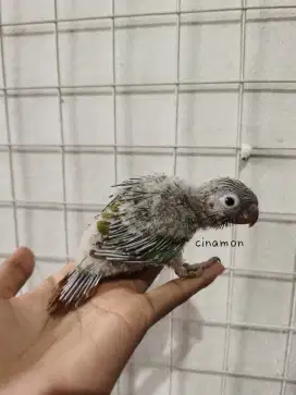 Burung cinamon conure bahan ff
