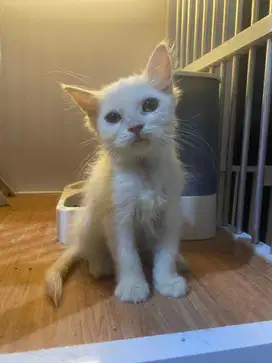 Kucing persia flatnose mix ragdoll