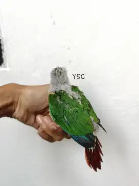 Burung YSC Yellow Side Conure