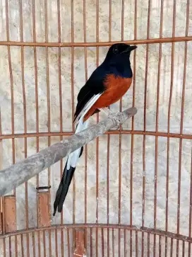 Murai Mapan gacor