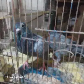 Dijual merpati pos anakan 2 ekor