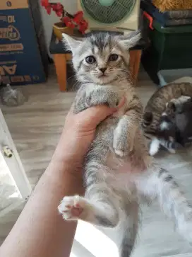 Open Adopt Kucing Kitten Persia mix usia 2 bulan