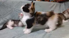 2 munchkin calico (betina)
