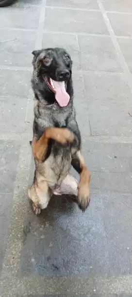 Malinois ( jkt)