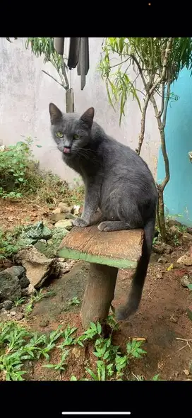 Russian blue mix bsh hamil