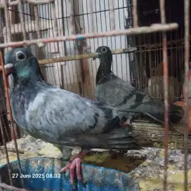 Dijual sepasang merpati pos anakan bkn kandang  ayam,kucing,kelinci,
