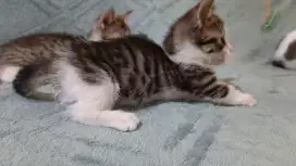 TIGA munchkin : 2 standard(betina) + 1 manchkin Non-standard (jantan)