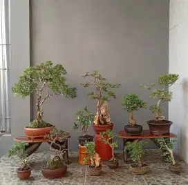 Bonsai hias cantik ada 11 pot
