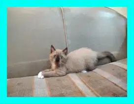 Kitten Betina Snowshoe Short hair