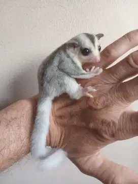 SUGAR GLIDER MOZAIC JOEY BETINA