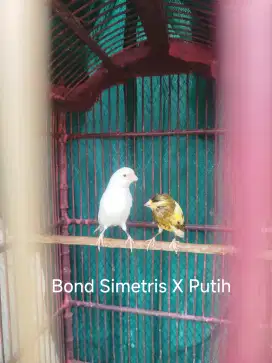 Kenari Loper sepasang (Burja)