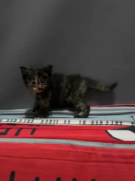 persmed betina usia 2 bulan udah mandiri