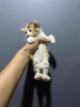 persia mixeome betina usia 2 bulan gesit