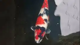 IKAN KOI SHOWA UKURA -+35CM