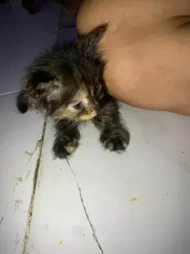 persmed betina usia 2 bulan udah mandiri