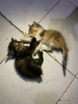 betina usia 2 bulan per ekor atau  borongan