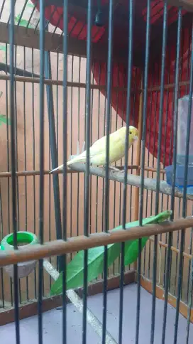 Kenari kuning AfSf