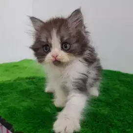 open adopt kitten persia