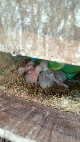 Jual Lovebird NK/Non Klep Lolohan